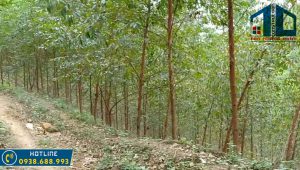 ky thuat trong va cham soc cay bach dan